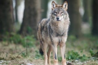 Ein Unbekannter hat einen Wolf erschossen – das kann teuer werden.