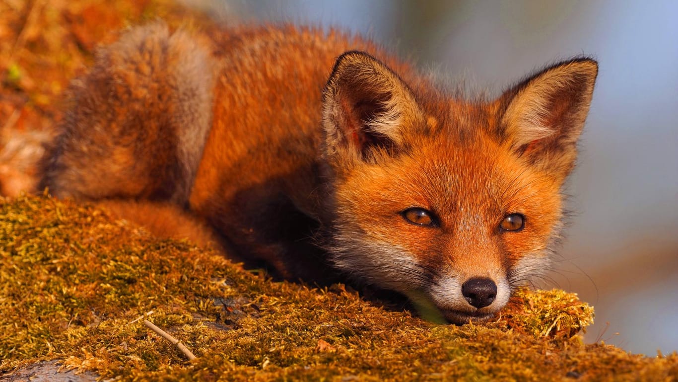 Der Fuchs ist zurück! Mit Version 55 stellt Mozilla eine Firefox-Version vor, die schneller, sicherer und leistungsfähiger sein soll.
