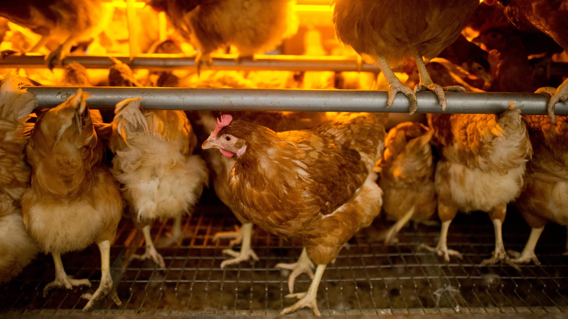 Das im Zentrum der Ermittlung stehende Unternehmen ChickFriend hält sich zu den jüngsten Ereignissen weiterhin bedeckt.