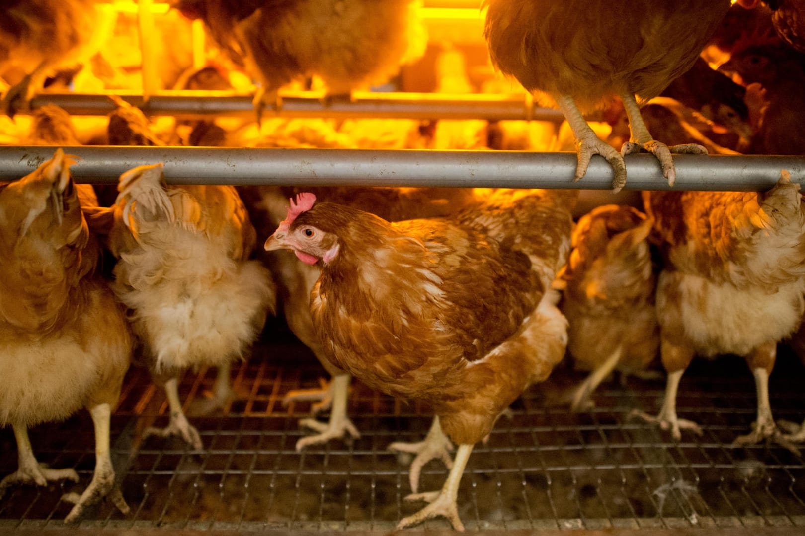 Das im Zentrum der Ermittlung stehende Unternehmen ChickFriend hält sich zu den jüngsten Ereignissen weiterhin bedeckt.