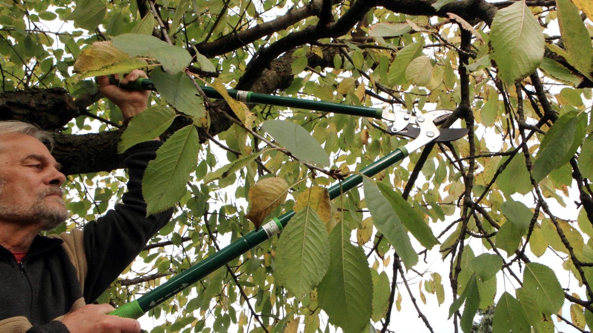 Kirschbäume werden direkt nach der Ernte geschnitten.