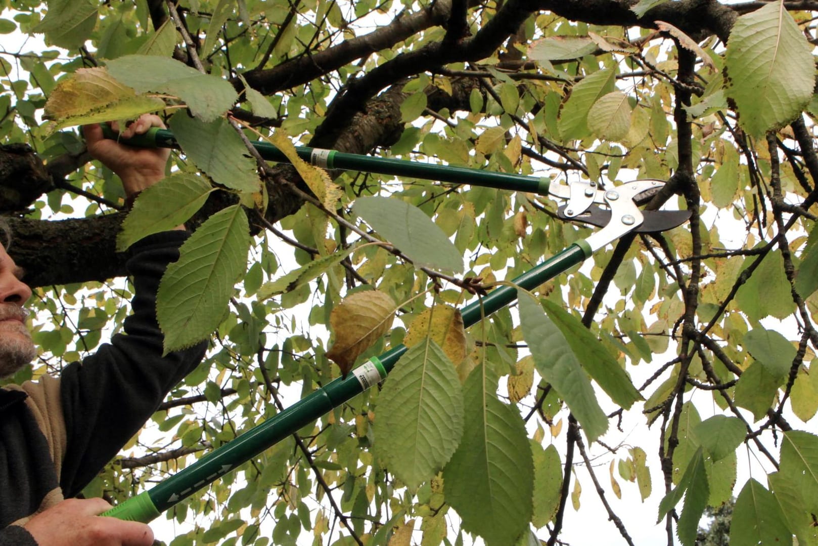 Kirschbäume werden direkt nach der Ernte geschnitten.