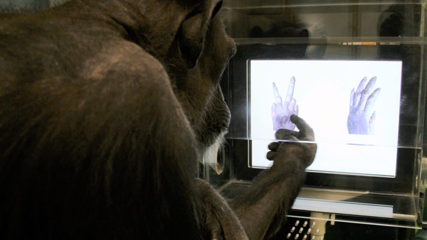 Die Schimpansen lernten das Spiel an einem Touchscreen.