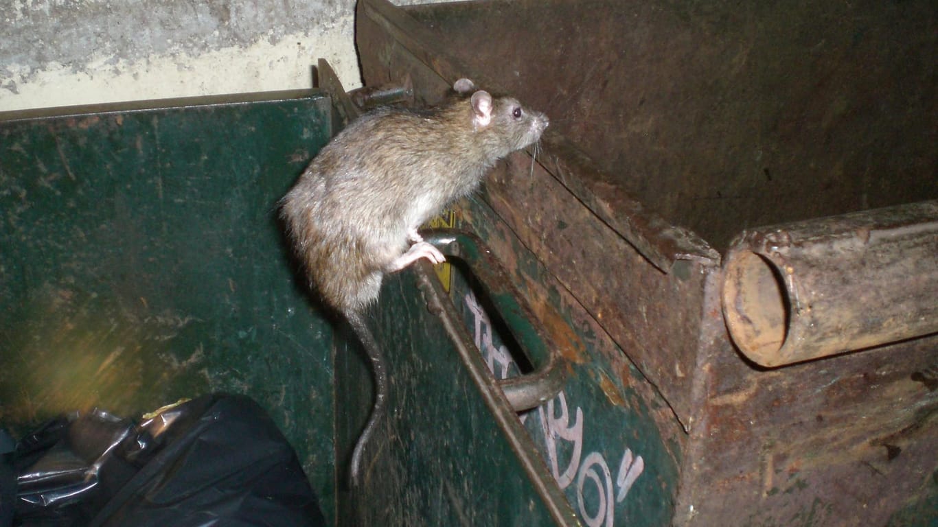 Eine Ratte, unterwegs im nächtlichen Washington.