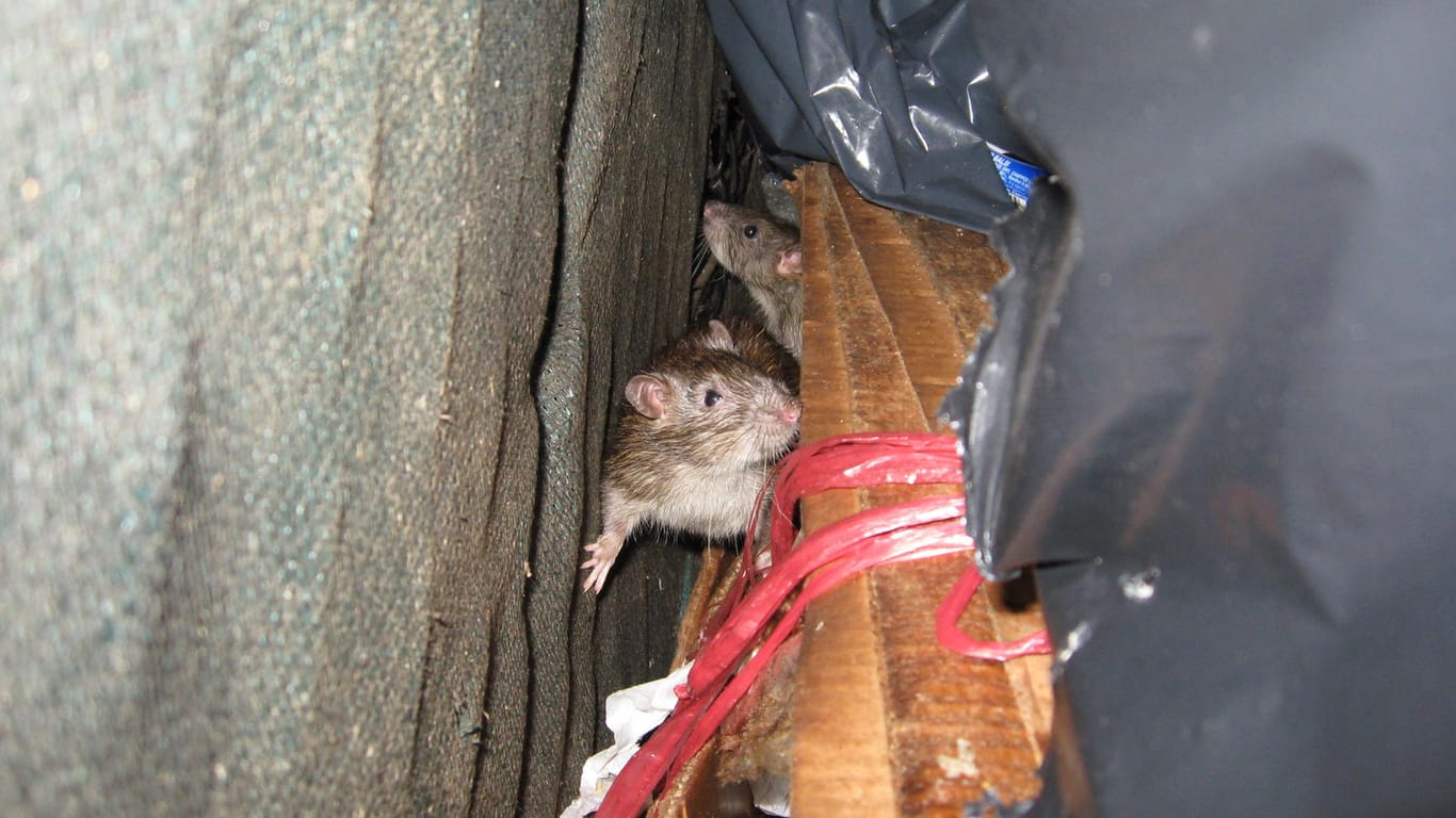 Durch den verhältnismäßig warmen Winter konnten sich die Ratten mehr als sonst vermehren.