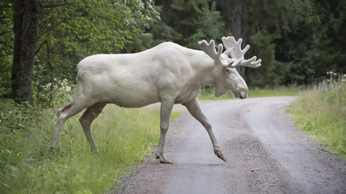 Imposant: Ein seltener weißer Elch spaziert über eine Waldstraße.