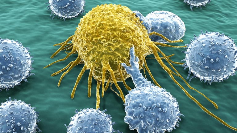 Eine Immunzelle bekämpft eine Krebszelle.