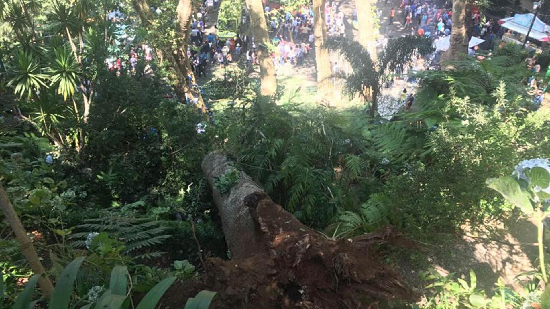 Bei einem religiösen Volksfest auf Madeira ist eine 200 Jahre alte Eiche auf eine Menschenmenge gestürzt und hat mehrere Gläubige in den Tod gerissen. Bei einem religiösen Volksfest auf Madeira ist eine 200 Jahre alte Eiche auf eine Menschenmenge gestürzt und hat mehrere Gläubige in den Tod gerissen.