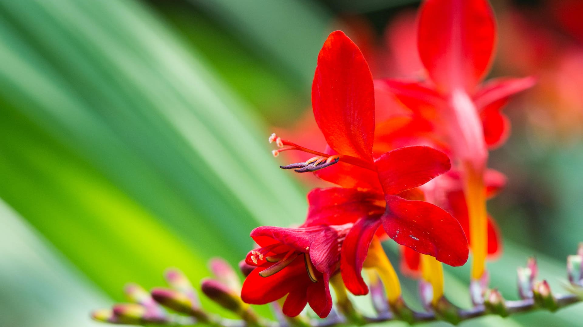 Sie verlängert den Sommer: Die strahlende Blüte der Montbretie