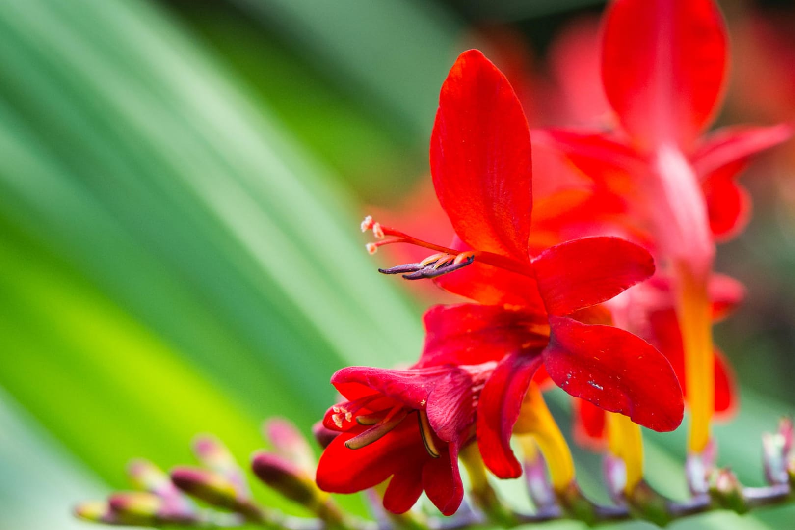 Sie verlängert den Sommer: Die strahlende Blüte der Montbretie