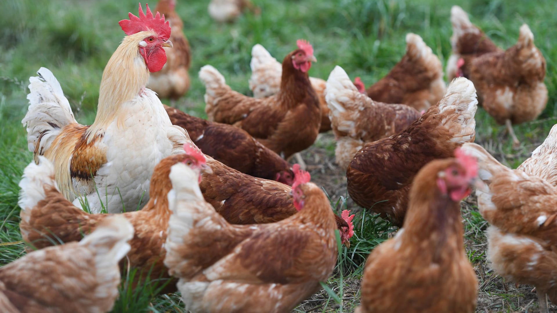 Von November 2016 bis Mitte Mai 2017 wurden in Deutschland 107 Ausbrüche von Vogelgrippe bei gehaltenen Vögeln gemeldet. (Symbolbild)