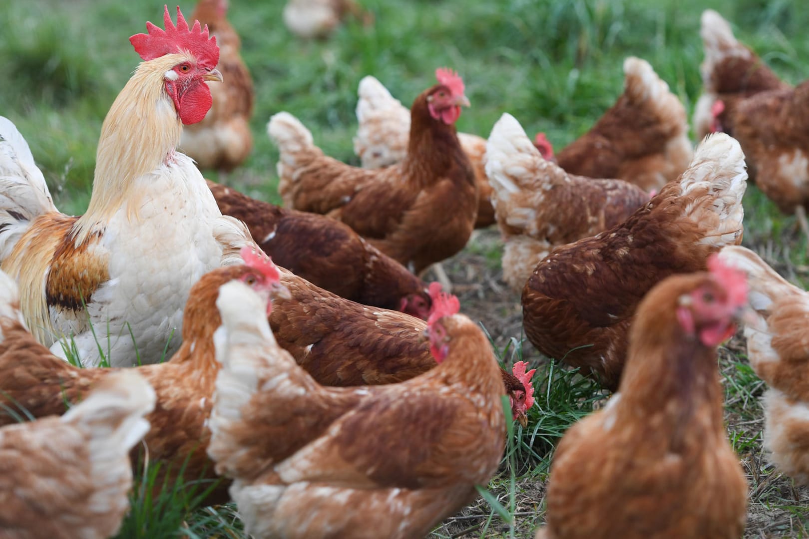 Von November 2016 bis Mitte Mai 2017 wurden in Deutschland 107 Ausbrüche von Vogelgrippe bei gehaltenen Vögeln gemeldet. (Symbolbild)