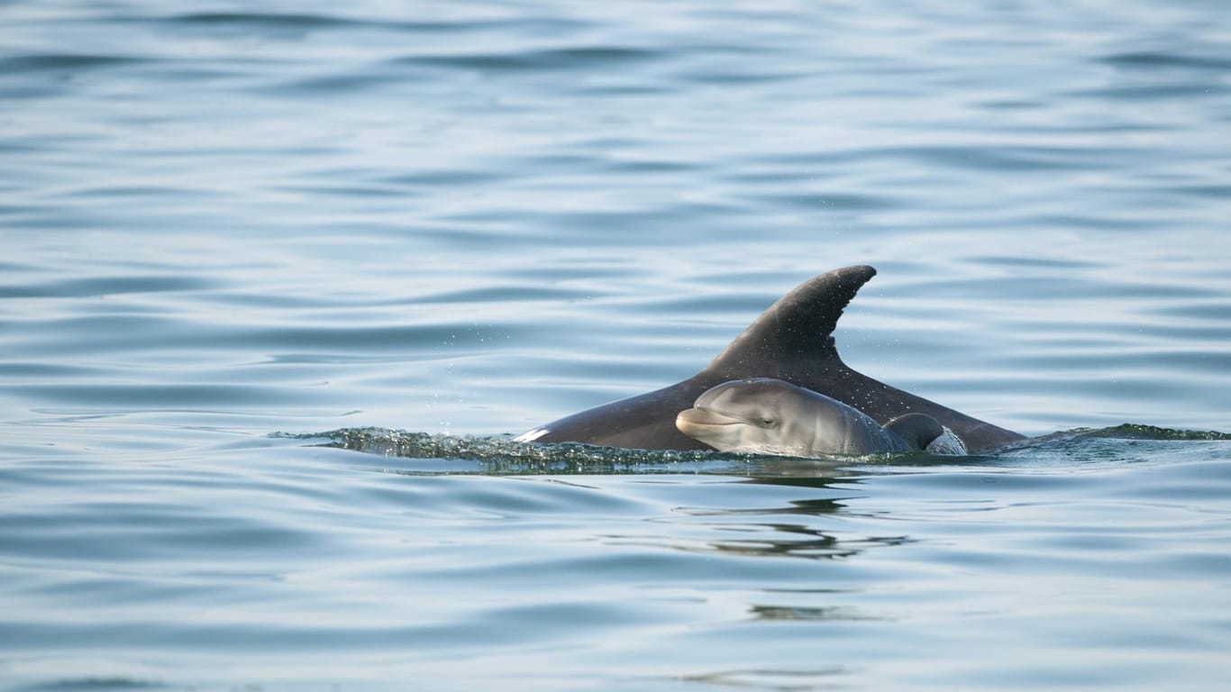 Wegen Übereifrigkeit schaulustiger Touristen ist ein Baby-Delfin verendet. (Symbolbild)