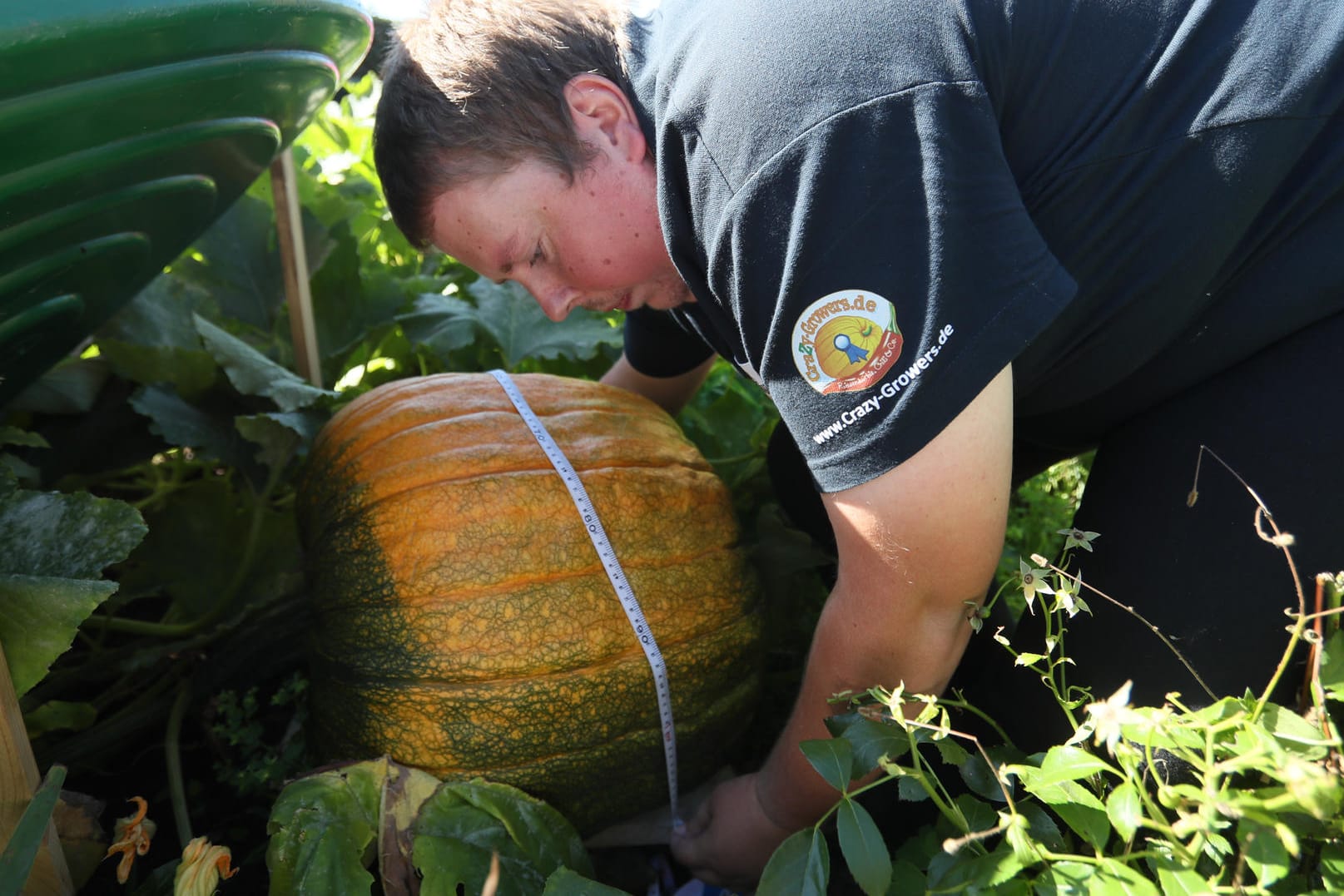 Patrick Teichmann vermisst einen Kürbis mit einem Gewicht von 35,5 kg in seinem Schrebergarten in Pößneck (Thüringen)