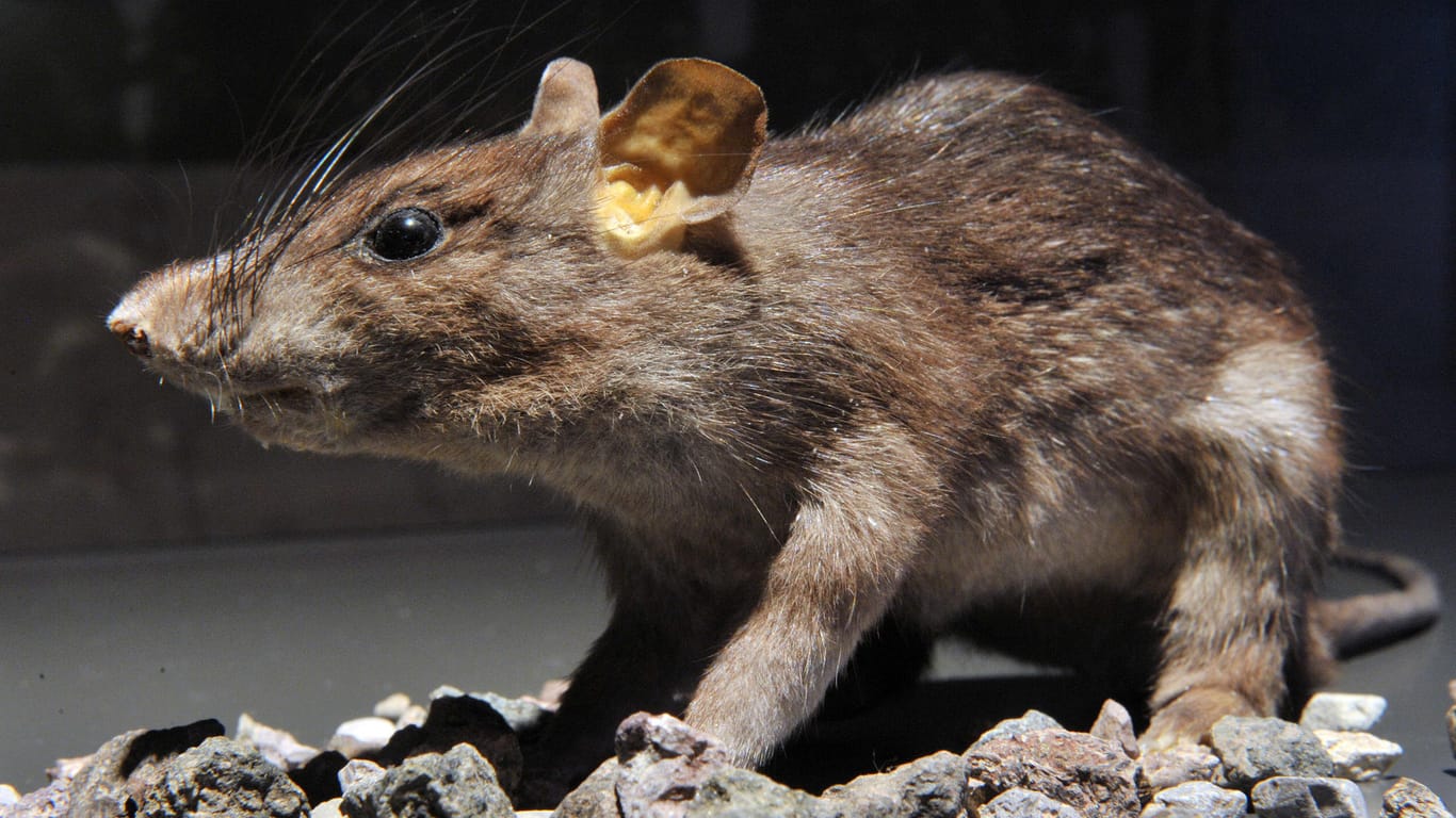 Die Ratte gilt als einer der Hauptüberträger der Pest im Mittelalter. (Symbolfoto)