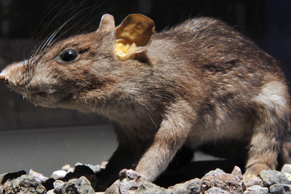 Die Ratte gilt als einer der Hauptüberträger der Pest im Mittelalter. (Symbolfoto)