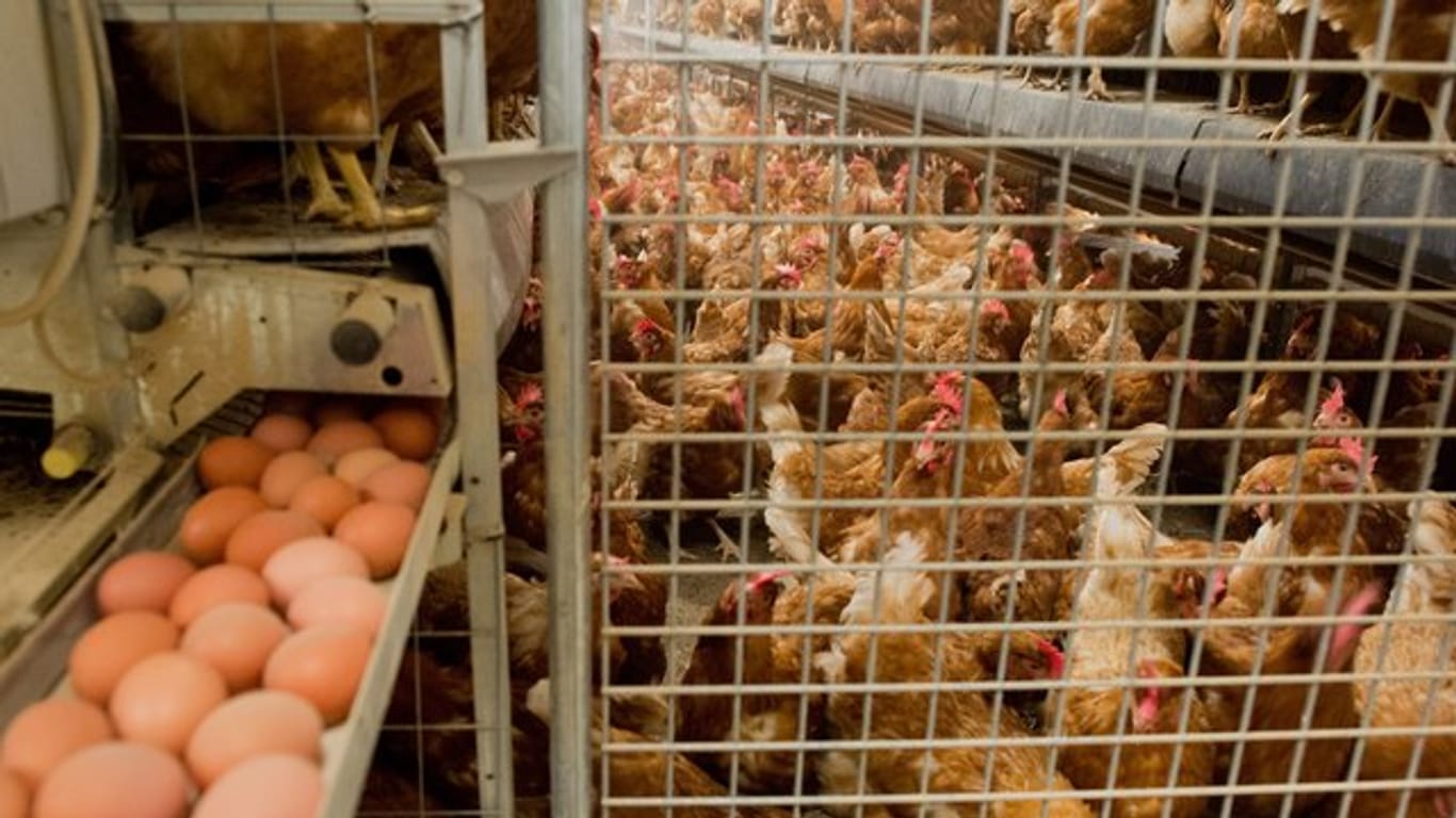 Das in Millionen verseuchten Eiern gefundene Insektizid Fipronil wurde auch in deutschen Legehennen-Betrieben als Reinigungsmittel genutzt.