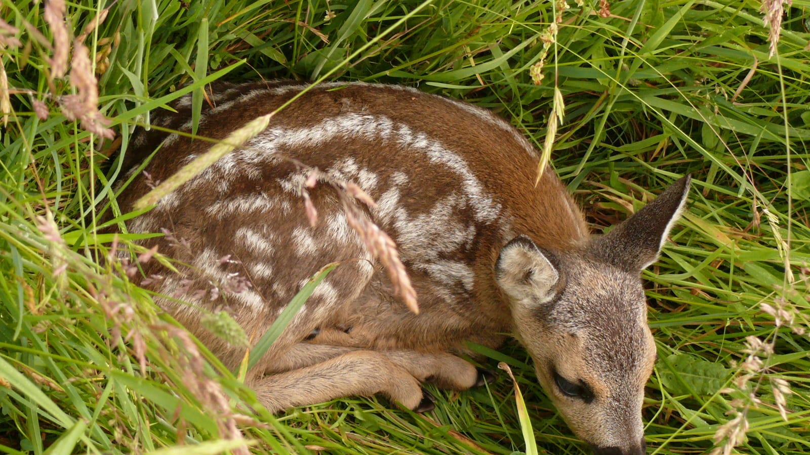 Rehkitz im tiefen Gras