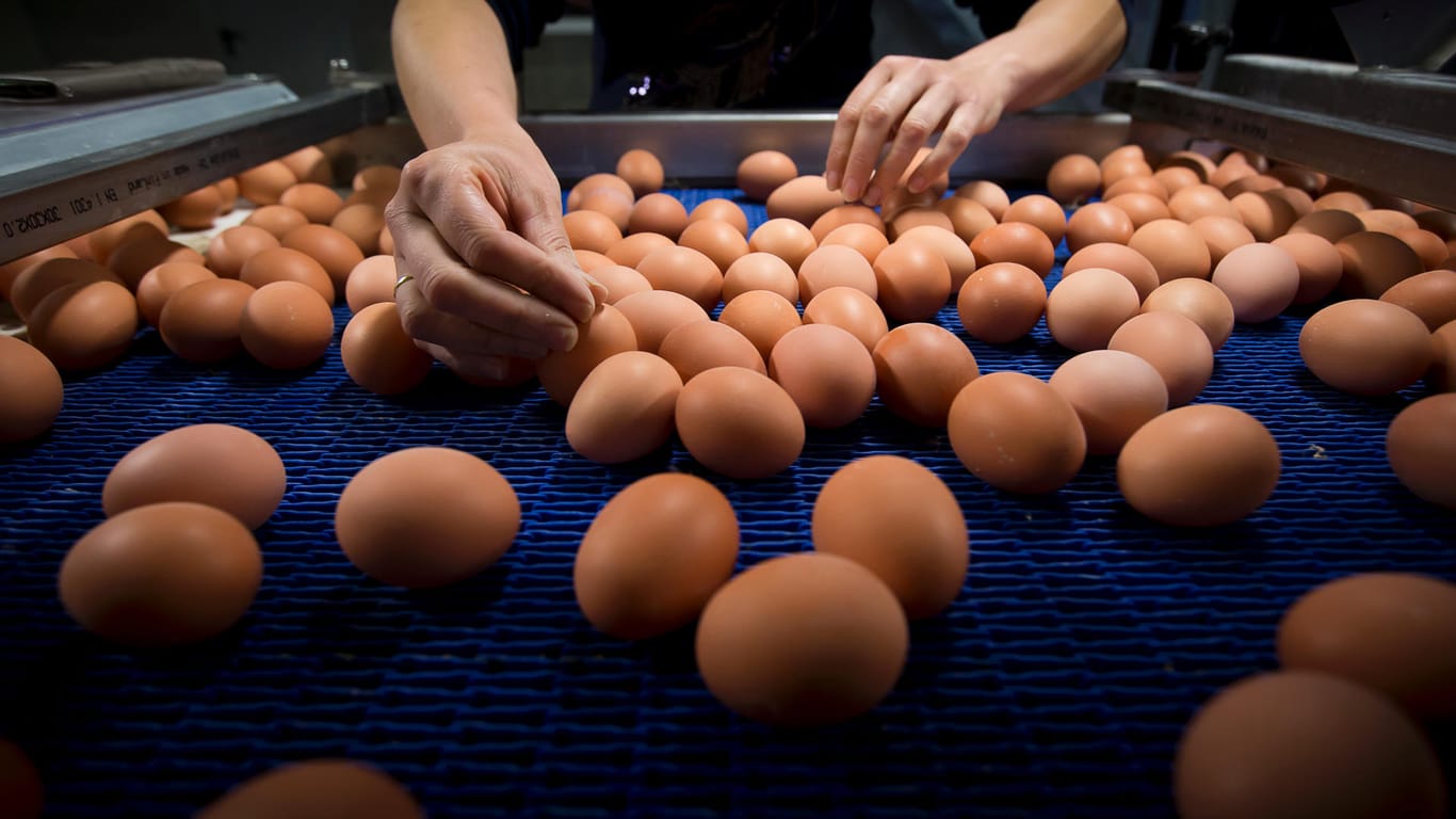 Millionen Eier wurden in Belgien, den Niederlanden und Deutschland aus dem Handel genommen, nachdem eine Belastung mit dem Pflanzenschutzmittel Fipronil festgestellt wurde.