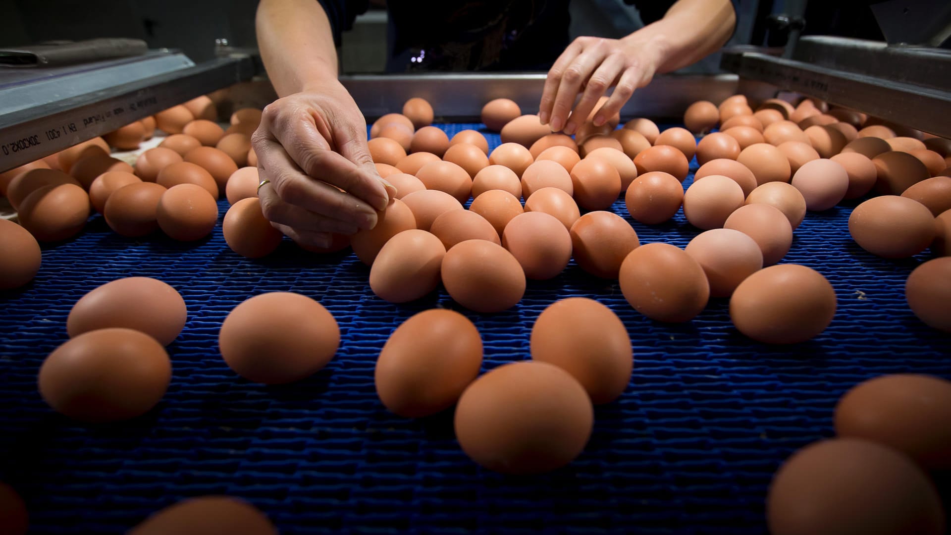 Millionen Eier wurden in Belgien, den Niederlanden und Deutschland aus dem Handel genommen, nachdem eine Belastung mit dem Pflanzenschutzmittel Fipronil festgestellt wurde.