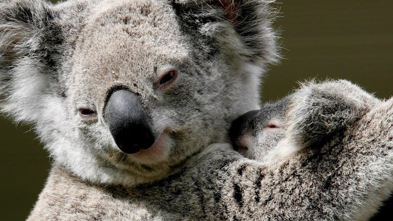 Je nach ihrem Lebensraum haben Koalas ein hellgraues bis braunes Fell. Weiß kommt dagegen äußerst selten vor.