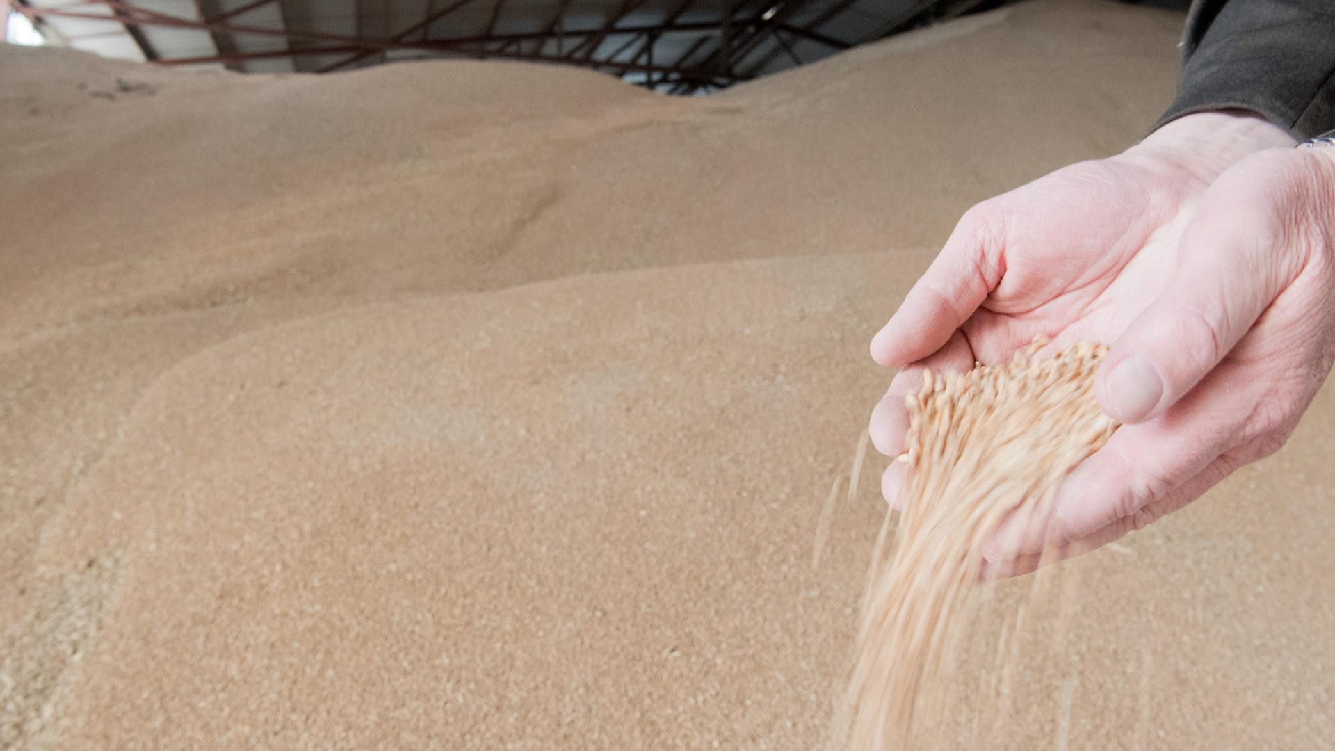 Ein Händler zeigt beim Landhandel Weiterer in Algermissen (Niedersachsen) Weizen in einer großen Lagerhalle. Widriges Wetter mit Frühjahrsfrösten und sommerlichem Dauerregen hat den Landwirten in weiten Teilen Deutschlands die Ernte vermiest. Hereinkommen dürften nun 44,5 Millionen Tonnen Getreide und damit zwei Prozent weniger als im bereits enttäuschenden Vorjahr, wie der Bauernverband am 22.08.2017 in Berlin mitteilte.