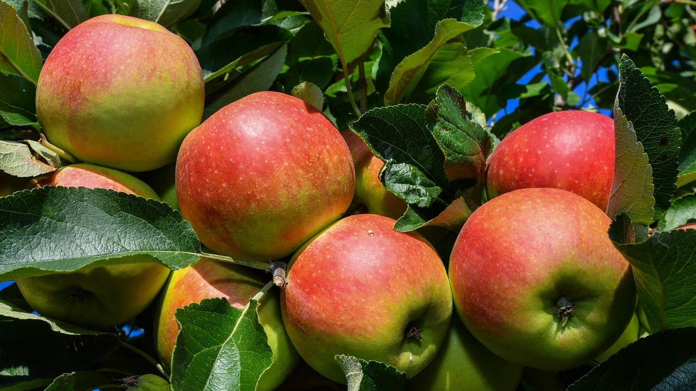 So rechnen die Bauern in diesem Jahr mit 555.000 Tonnen Äpfeln, das sind nur 46 Prozent der Erntemenge vom vergangenen Jahr.