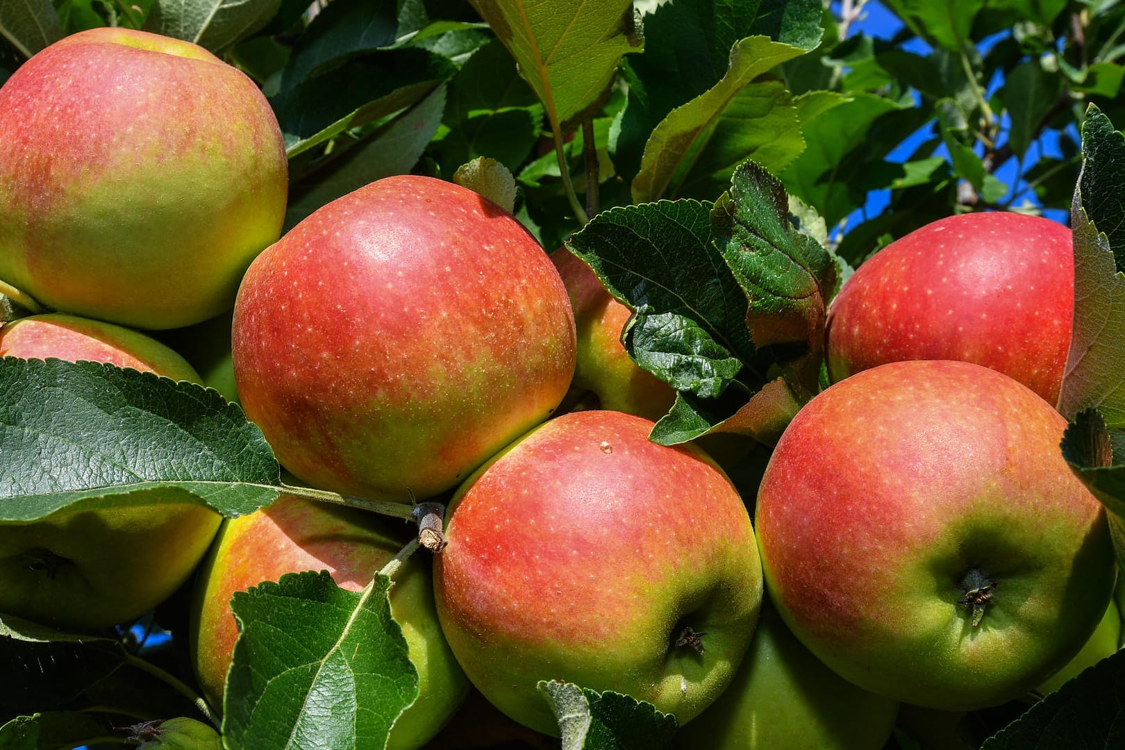 So rechnen die Bauern in diesem Jahr mit 555.000 Tonnen Äpfeln, das sind nur 46 Prozent der Erntemenge vom vergangenen Jahr.