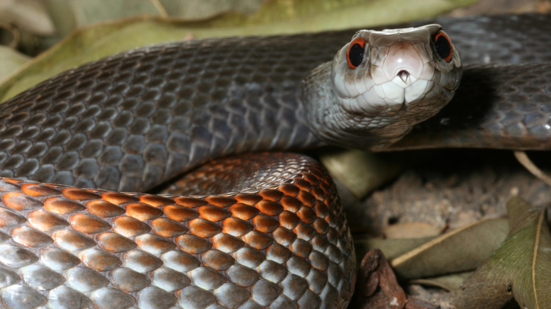 Vorsicht: Wenn ein asiatischer Taipan zubeißt, kann das tödlich enden.