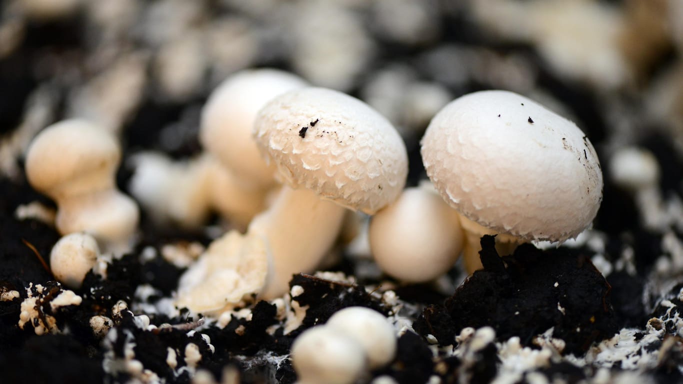 Pilze in Nahaufnahme: Auf einer Basis, die bereits mit dem Myzel des Champignons durchwachsen, können sich nach drei bis zehn Tagen die Fruchtkörper zur Ernte bilden.