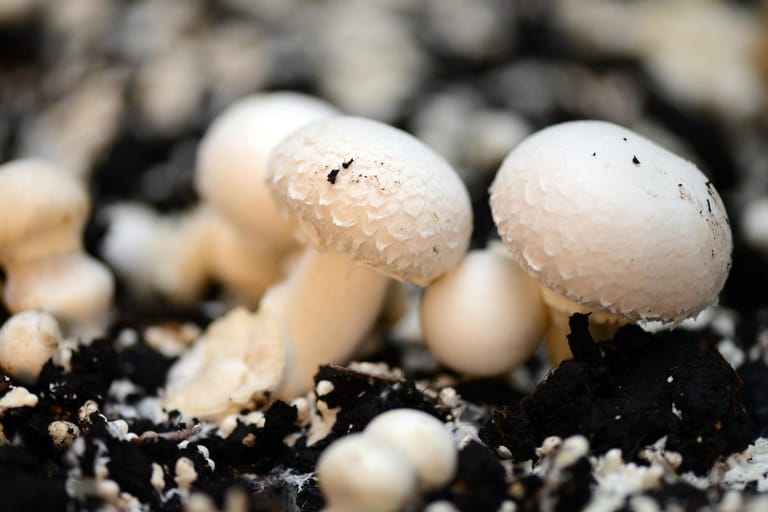 Pilze in Nahaufnahme: Auf einer Basis, die bereits mit dem Myzel des Champignons durchwachsen, können sich nach drei bis zehn Tagen die Fruchtkörper zur Ernte bilden.