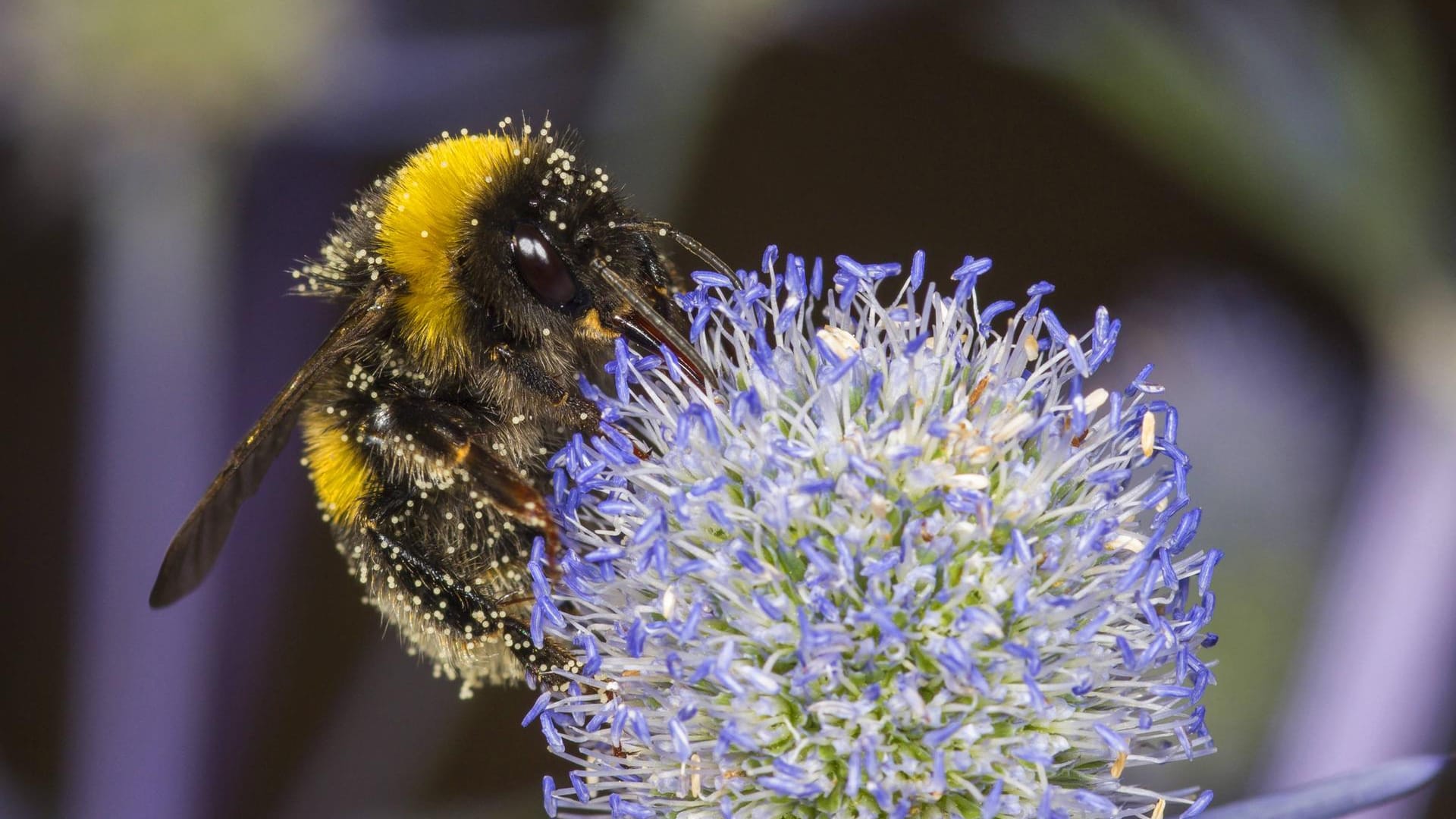 Helle Erdhummel bei der Nektaraufnahme auf flachblättrigem Eryngium planum.