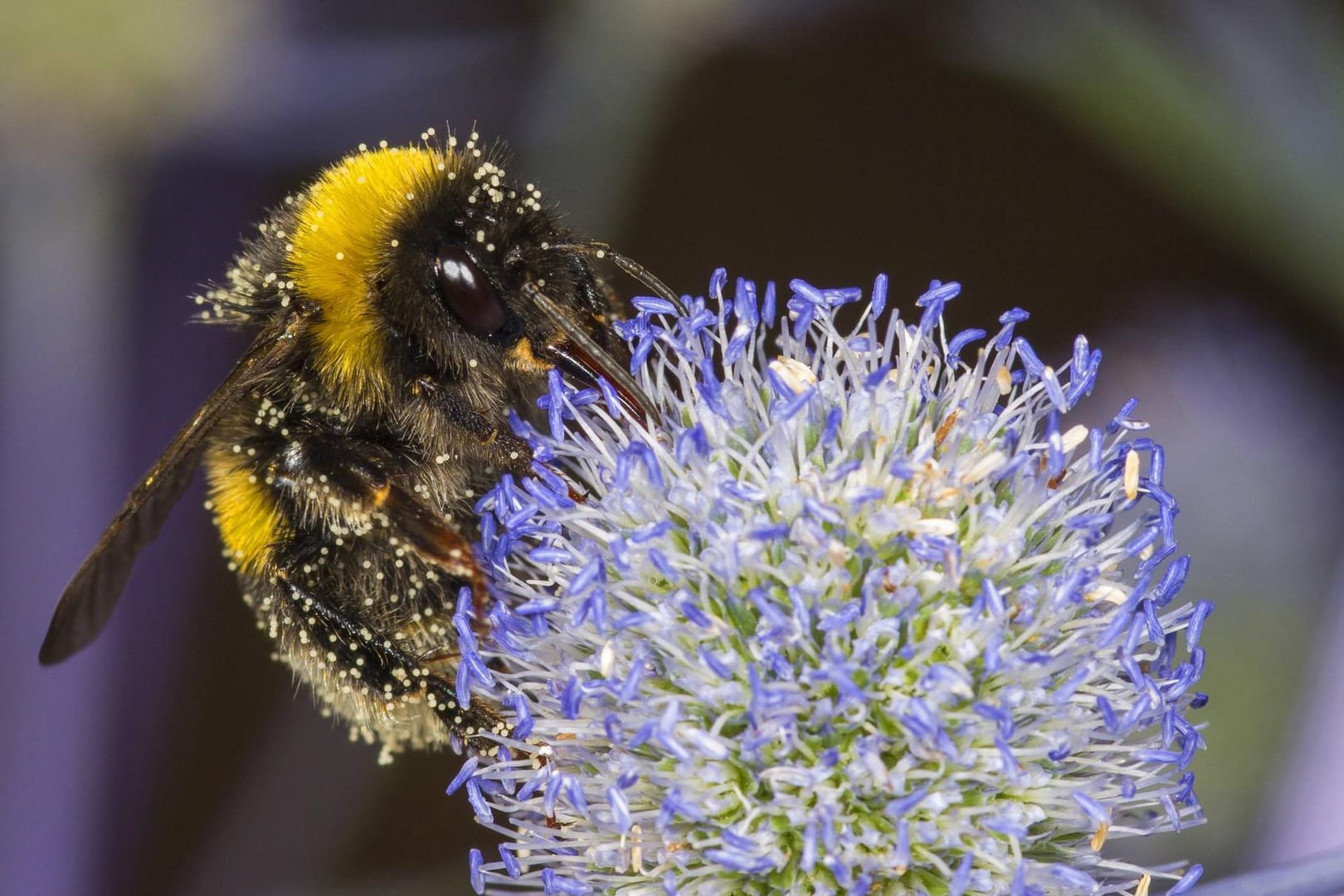 Helle Erdhummel bei der Nektaraufnahme auf flachblättrigem Eryngium planum.