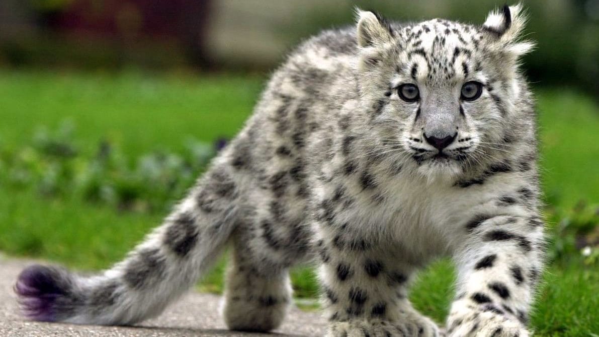 Der Kampf um das Überleben des bedrohten Schneeleoparden geht weiter. "Das Schicksal des Schneeleoparden liegt in unserer Hand", sagte der kirgisische Präsident Almasbek Atambajew am Freitag in Bischkek beim International Snow Leopard and Ecosystem Forum.