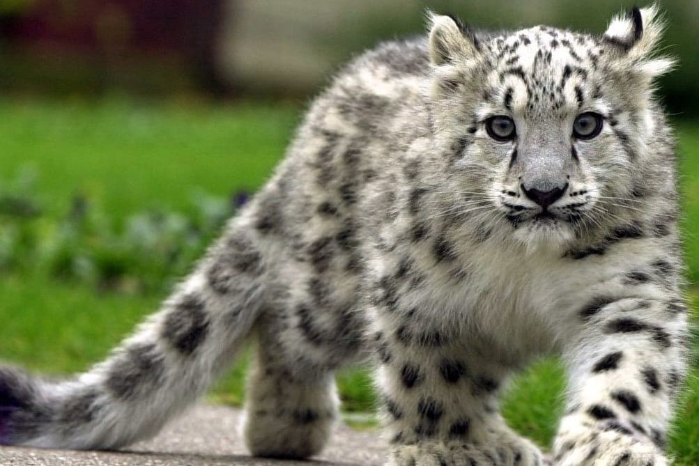 Der Kampf um das Überleben des bedrohten Schneeleoparden geht weiter. "Das Schicksal des Schneeleoparden liegt in unserer Hand", sagte der kirgisische Präsident Almasbek Atambajew am Freitag in Bischkek beim International Snow Leopard and Ecosystem Forum.