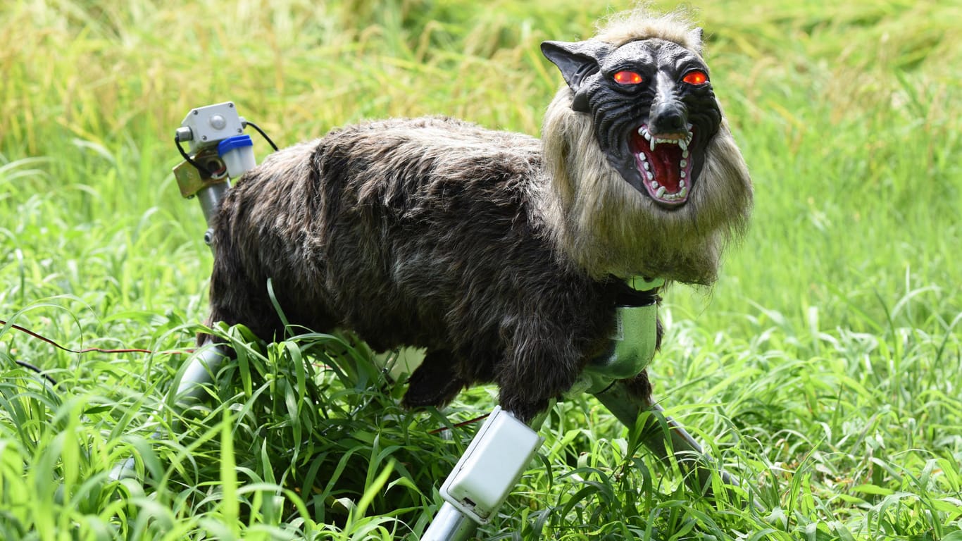 Der Roboter-Wolf "Super Monster Wolf" steht vor einem Reisfeld in Kisarazu (Japan), um hungrige Tiere abzuschrecken, die Schaden an den Kulturen anrichten könnten.