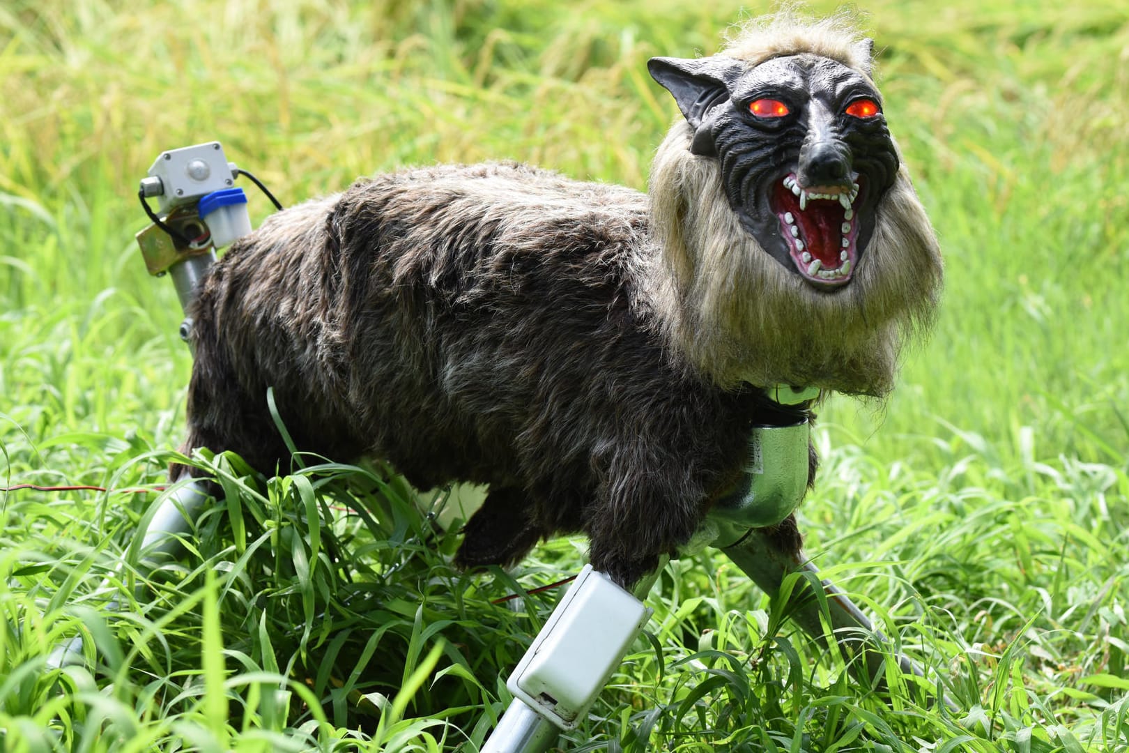 Der Roboter-Wolf "Super Monster Wolf" steht vor einem Reisfeld in Kisarazu (Japan), um hungrige Tiere abzuschrecken, die Schaden an den Kulturen anrichten könnten.