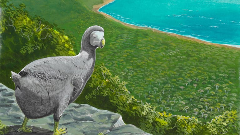 Seefahrer brachten fremde Tierarten auf die Insel, gegen die sich der Dodo nicht durchsetzen konnte.