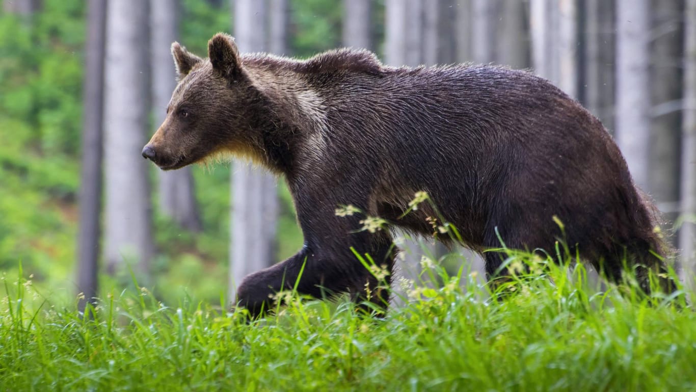 Wildlebende Braunbären in den Pyrenäen spalten französische Bevölkerung