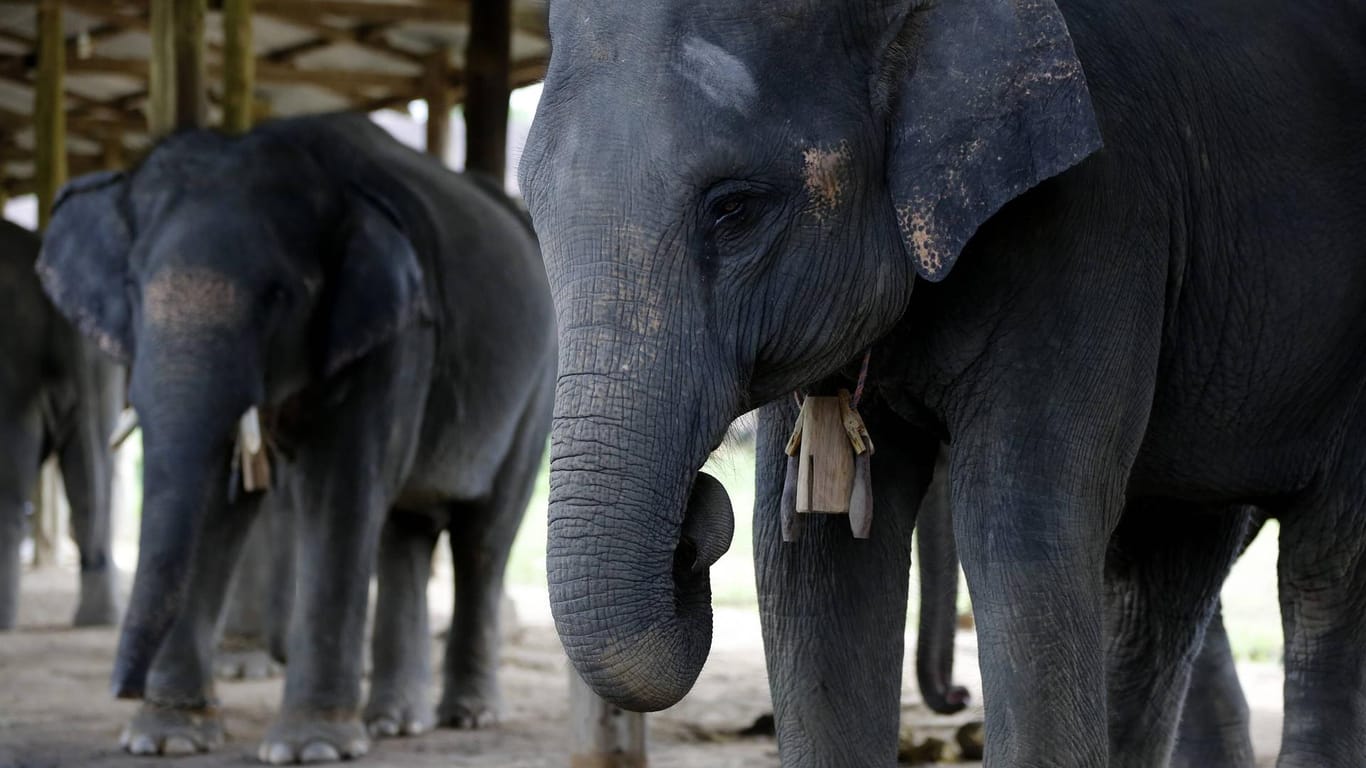Die Elefantenkuh verletzte den Pfleger versehentlich, nachdem sie sich erschreckte