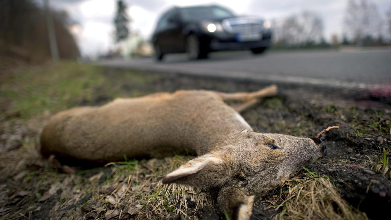 Jäger raten zu extremer Vorsicht an Waldstraßen. (Symbolbild)