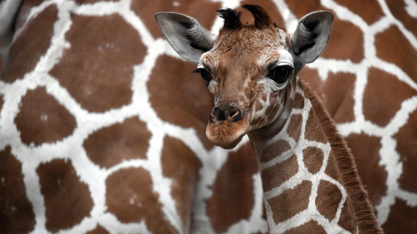 Eine Frau will nach ihrem Tod dem Kölner Zoo 22 Millionen Dollar hinterlassen.