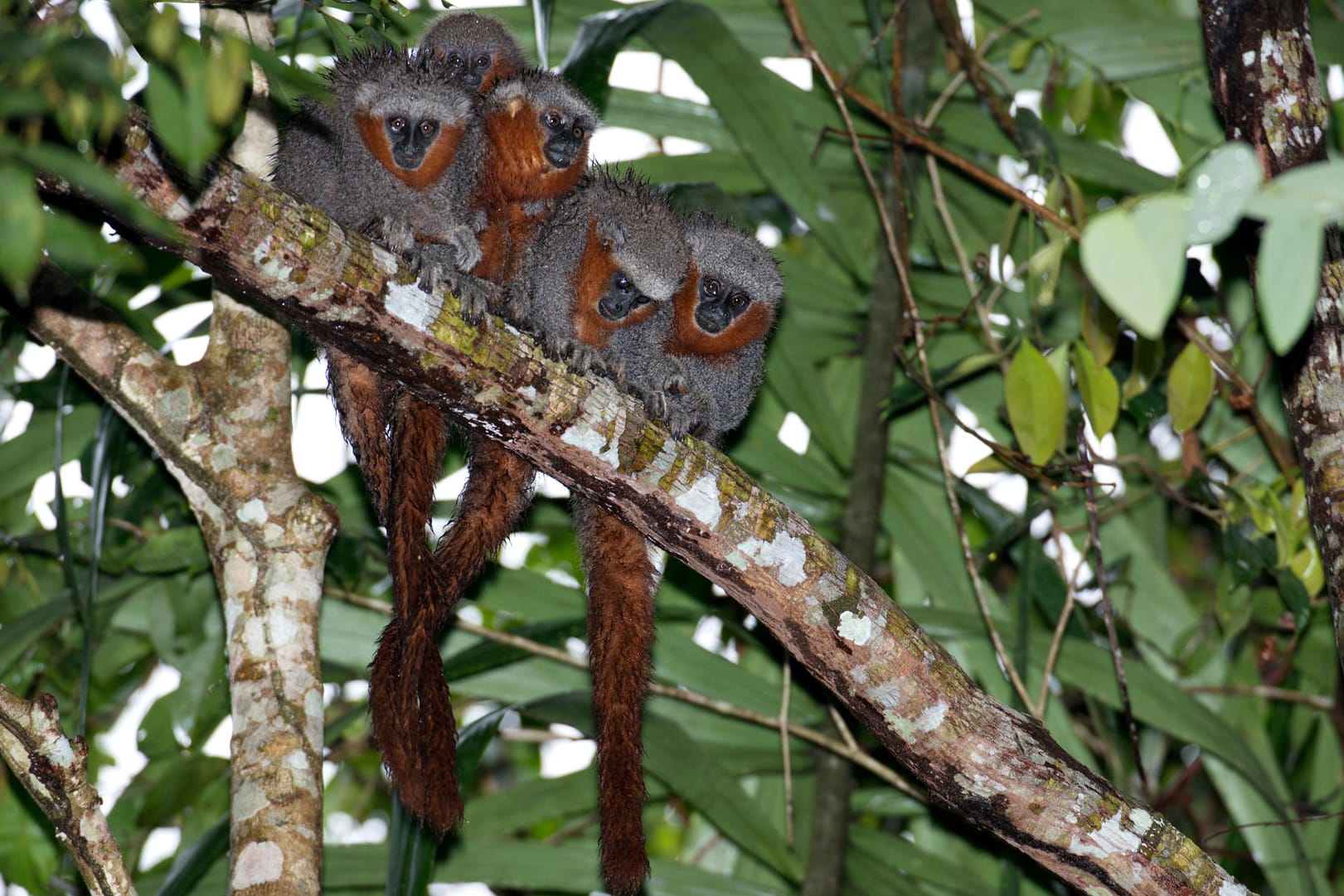 Springaffen (Plecturocebus miltoni)