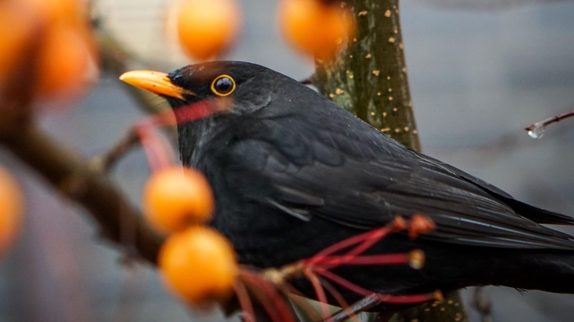 Eine Amsel sitzt zwischen zahlreichen regennassen Früchten eines Zierapfels. Derzeit werden wieder viele tote Amseln in Deutschland entdeckt.