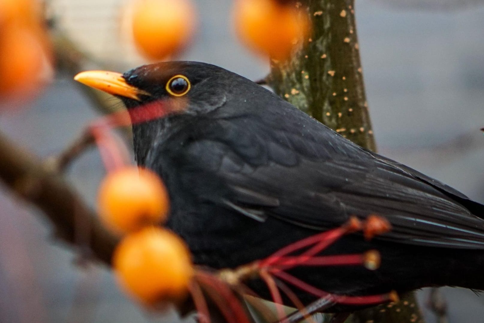 Eine Amsel sitzt zwischen zahlreichen regennassen Früchten eines Zierapfels. Derzeit werden wieder viele tote Amseln in Deutschland entdeckt.