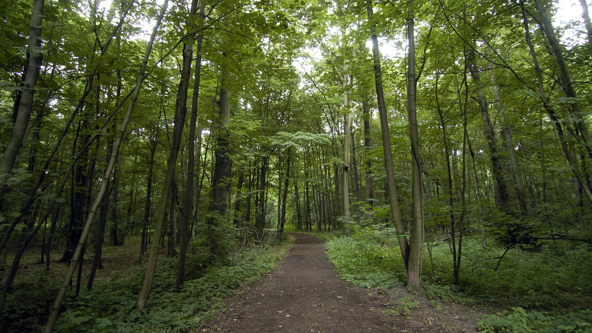 Leipziger Auenwald: Die Stadt in Sachsen ist von waldartigen Parkanlagen durchzogen. Leipziger Auenwald: Die Stadt in Sachsen ist von waldartigen Parkanlagen durchzogen.