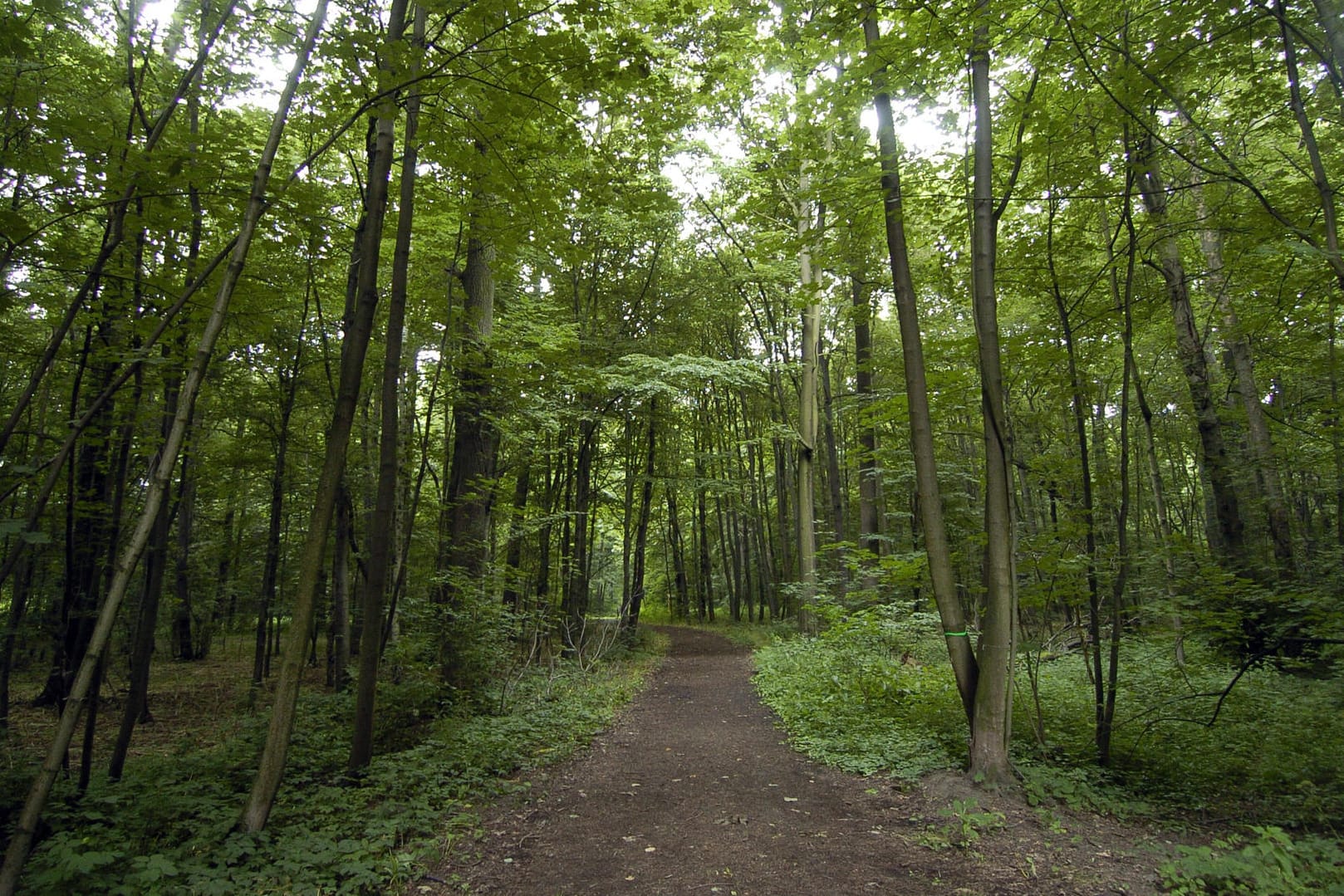 Leipziger Auenwald: Die Stadt in Sachsen ist von waldartigen Parkanlagen durchzogen.