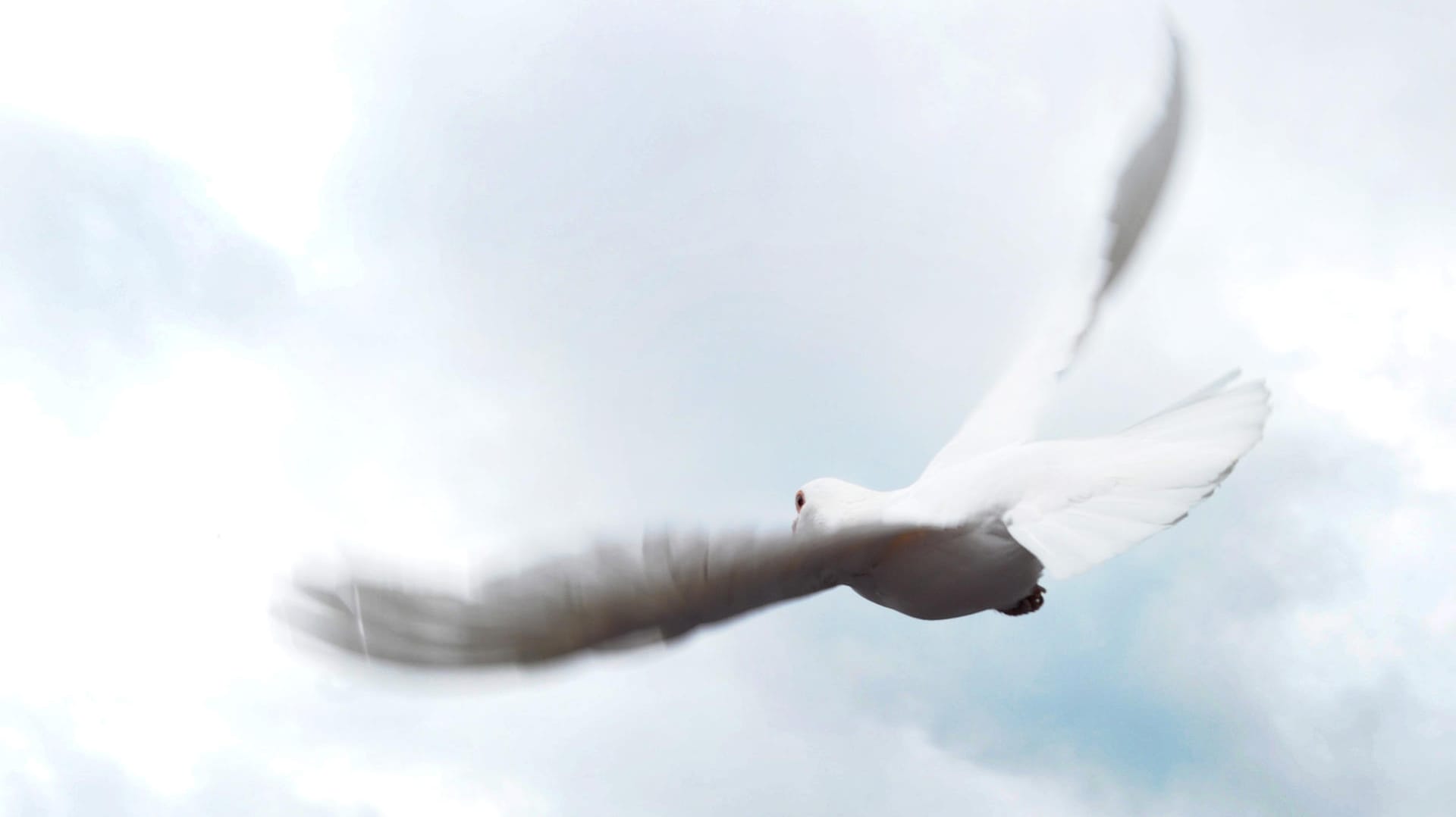 Eine weiße Brieftaube fliegt in Berlin am regenverhangenen Himmel. Eine weiße Brieftaube fliegt in Berlin am regenverhangenen Himmel.