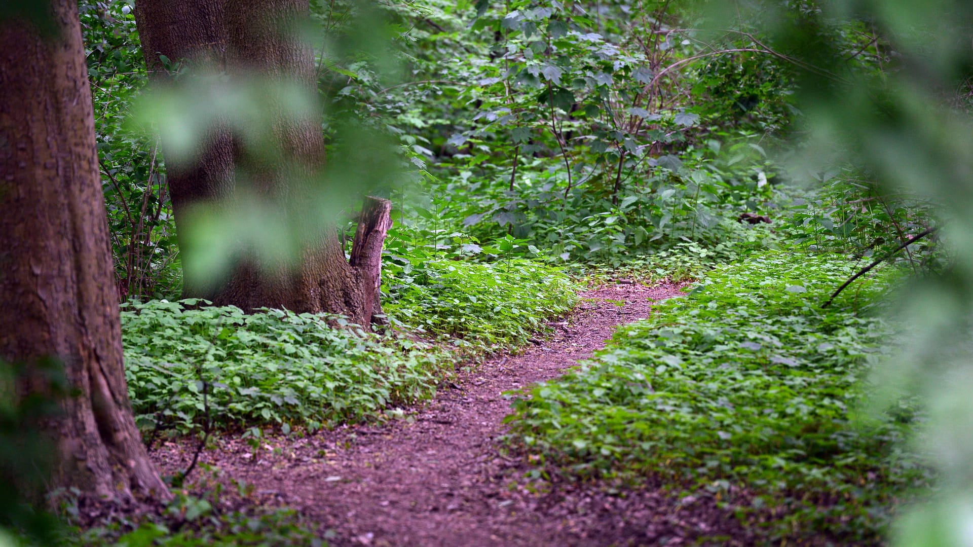 Der Tiergarten in Berlin gilt als ein Treffpunkt der Schwulenszene.