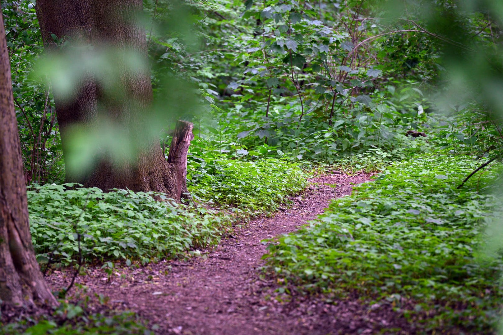 Der Tiergarten in Berlin gilt als ein Treffpunkt der Schwulenszene.